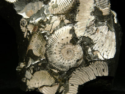 AMMONITE KOSMOCERAS CALLOVIEN