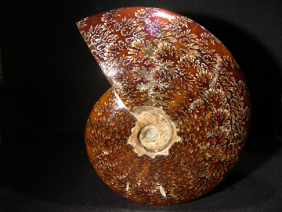 AMMONITE