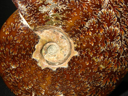 AMMONITE