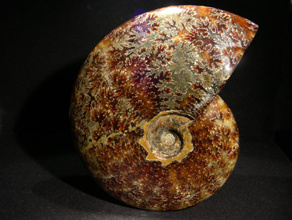 AMMONITE