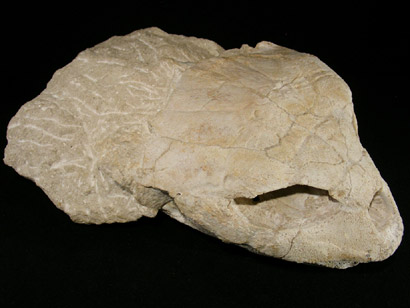 CRANE TORTUE FOSSILE YPRESIEN