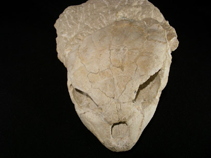 CRANE TORTUE FOSSILE YPRESIEN