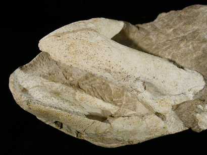 CRANE TORTUE FOSSILE YPRESIEN