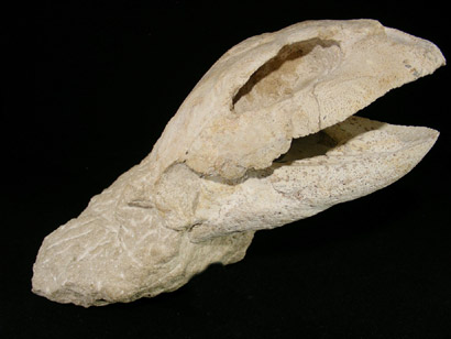 CRANE TORTUE FOSSILE YPRESIEN