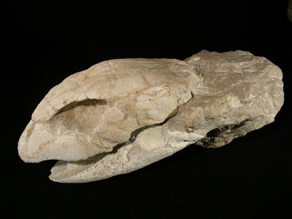 CRANE TORTUE FOSSILE YPRESIEN