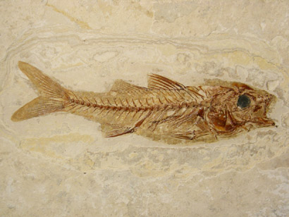 POISSON FOSSILE DAPALIS