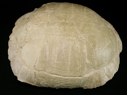 carapace tortue fossile stylemys nebrascencis oligocene