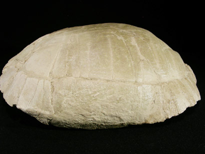 carapace tortue fossile stylemys nebrascencis oligocene