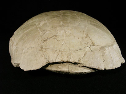 carapace tortue fossile stylemys nebrascencis oligocene