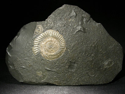 AMMONITE