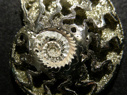 AMMONITE PYRITEE