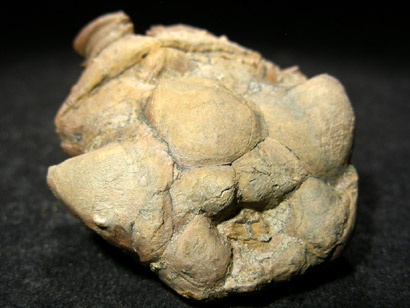 CALCITE DE CRINOIDE