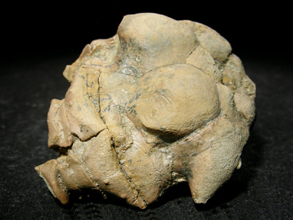 CALCITE DE CRINOIDE