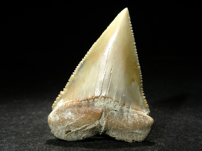 DENT DE REQUIN
