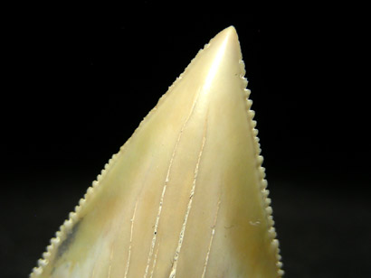 DENT DE REQUIN