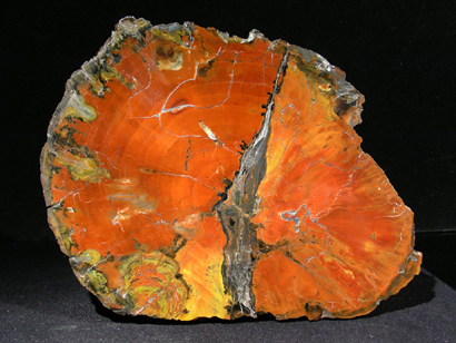 BOIS FOSSILE ARAUCARIA