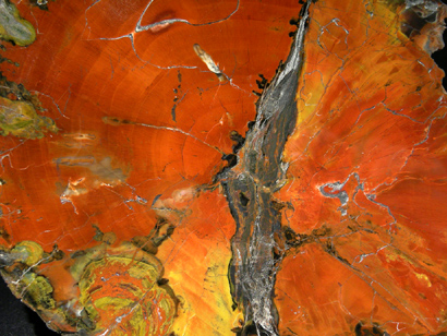 BOIS FOSSILE ARAUCARIA