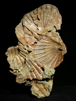 PECTENE MIOCENE