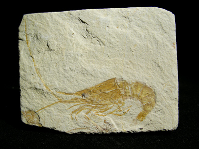 CREVETTE FOSSILE CENOMANIEN