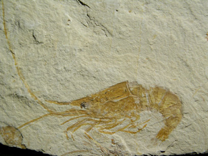 CREVETTE FOSSILE