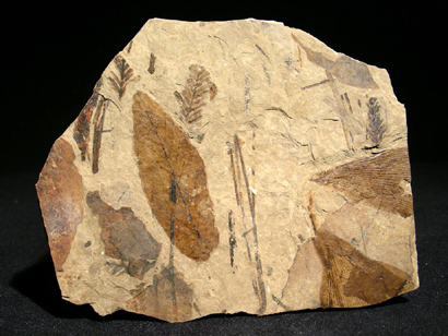 FEUILLE FOSSILE