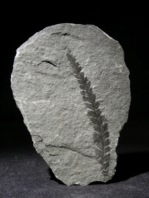FOUGERE FOSSILE CARBONIFERE