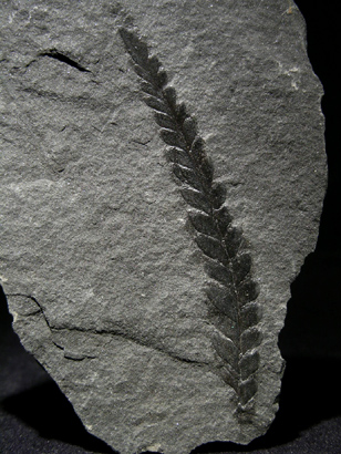 FOUGERE FOSSILE CARBONIFERE