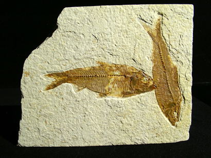 DIPLOMISTUS POISSON FOSSILE