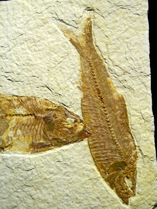 POISSON FOSSILE DIPLOMISTUS
