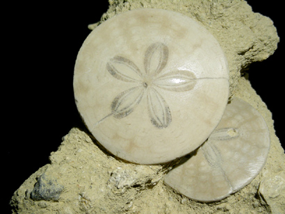 SCUTELLA