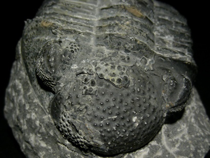 TRILOBITE PHACOPS AFRICANUS