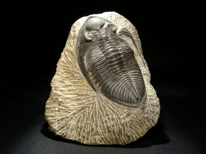 FOSSILE TRILOBITE ODONTOCHILE PHACOPIDA