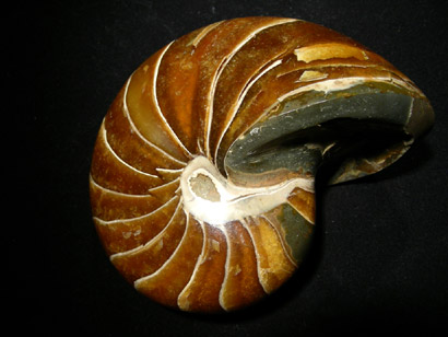 AMMONITE