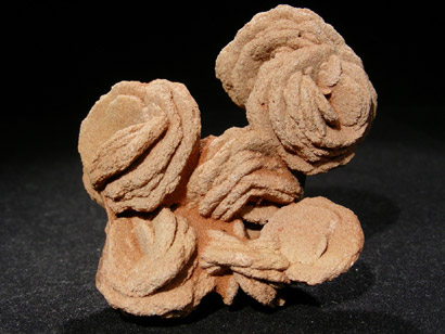 ROSE DE BARYTE