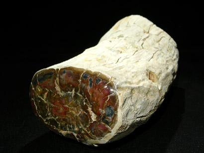 BOIS FOSSILE MADAGASCAR