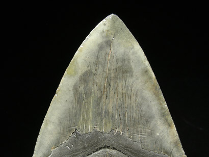 DENT DE MEGALODON CARCHARODON