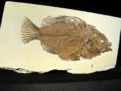 poisson fossile priscacara serrata oc�ne