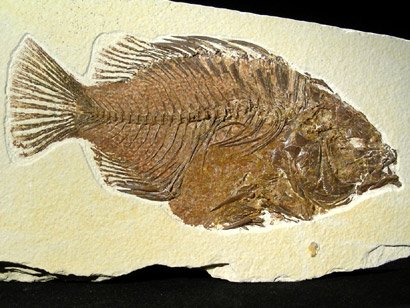 priscacara serrata 