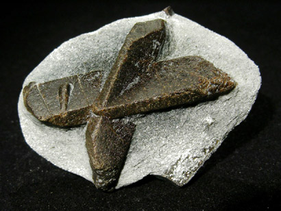 STAUROTIDE