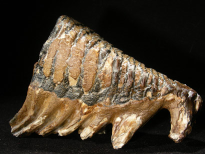 DENT DE MAMMOUTH PLEISTOCENE