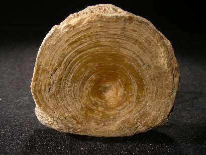 VERTEBRE DE SQUALE