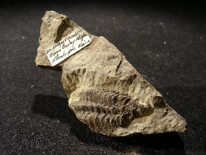 TRILOBITE SELENOPLEUROBSIS