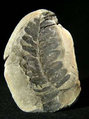 FOUGERE NEUROPTERIS