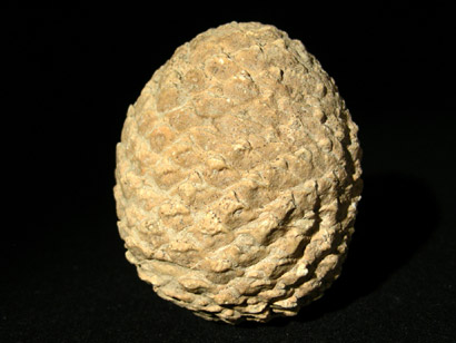 POMME ARAUCARIA MIRABLILIS