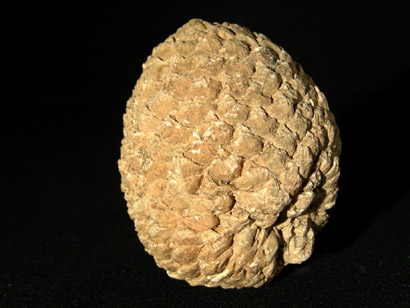 POMME ARAUCARIA MIRABLILIS