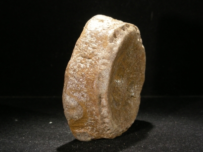 VERTEBRE ICHTYOSAUR OPHTALMOSAURUS