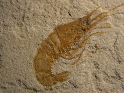 CREVETTE FOSSILE CENOMANIEN