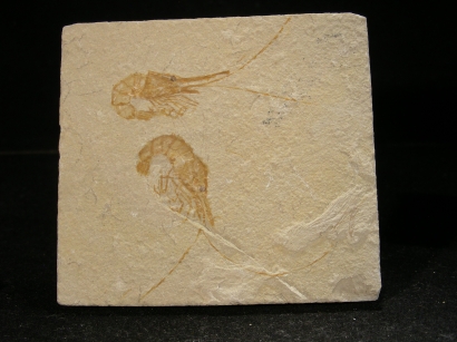 crevette fossile c�nomanien