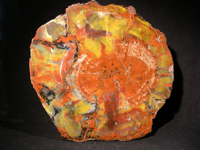 BOIS FOSSILE