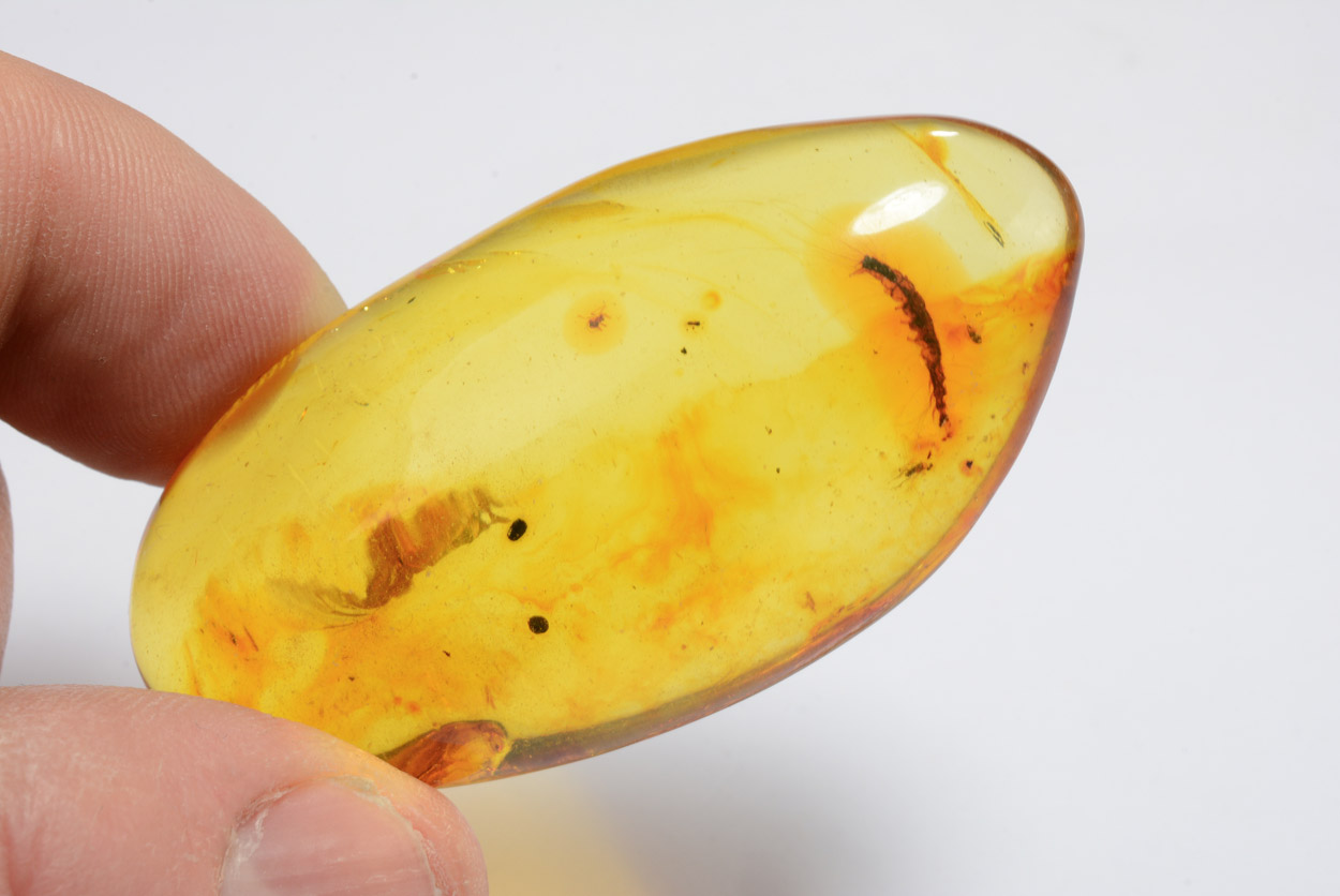 Ambre Avec Insectes